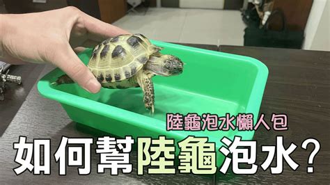 如何飼養烏龜